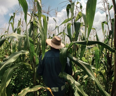 Navigating the maize: developing innovative crops in Europe